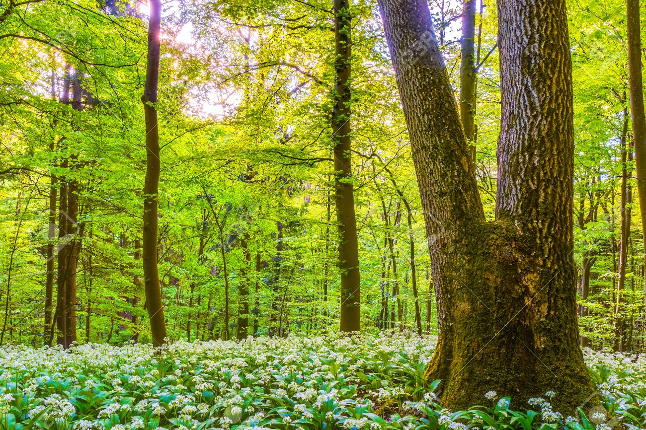 Deutsch Spring Forest Fresh Green Woods Bluhender Barlauch Lizenzfreie Fotos Bilder Und Stock Fotografie Image Deutsch Spring Forest Fresh Green Woods Bluhender Barlauch Lizenzfreie Fotos Bilder Und Stock Fotografie Image