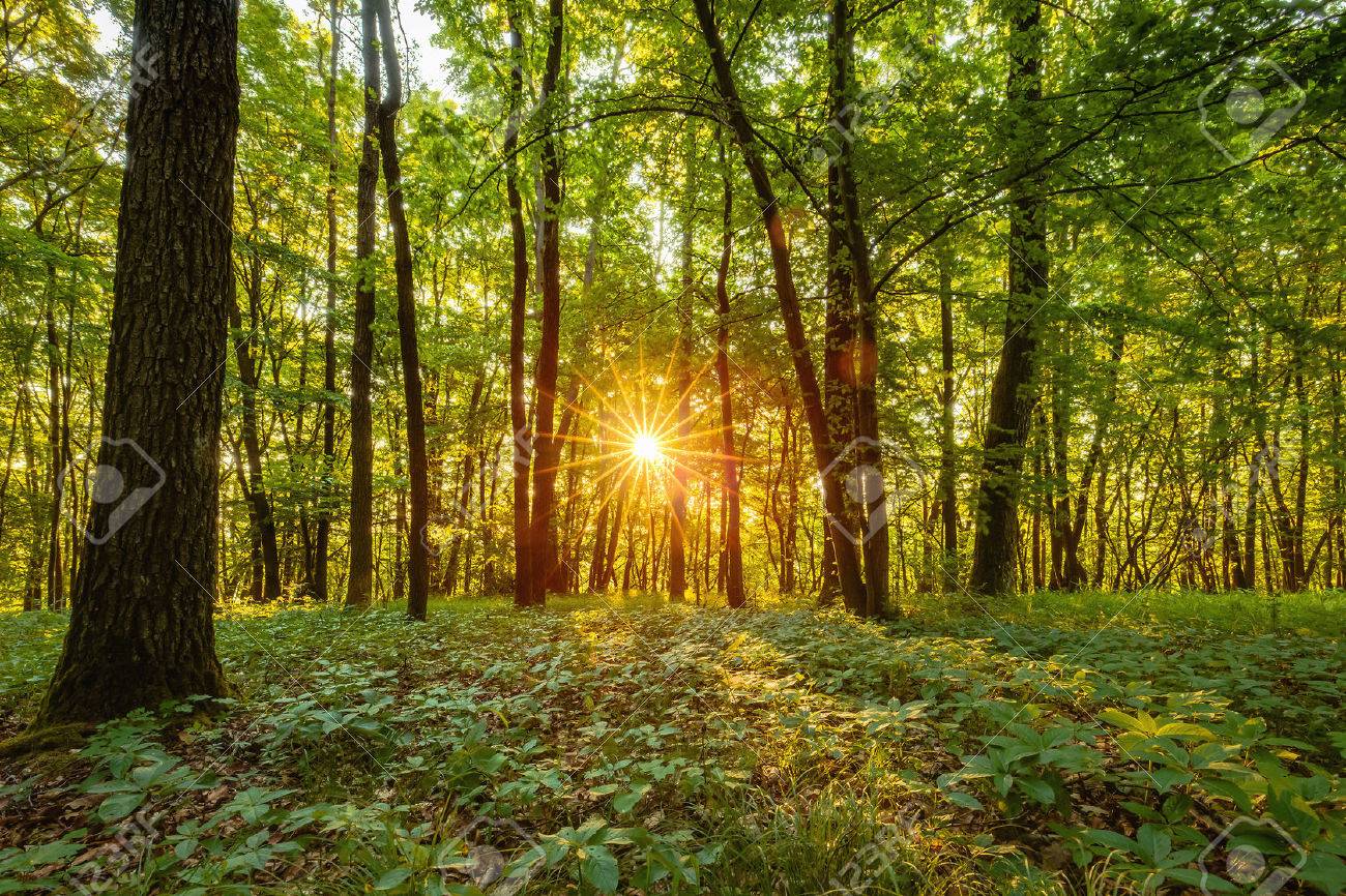 summer forrest sunrise dawn in the forest of bavaria germany stock
