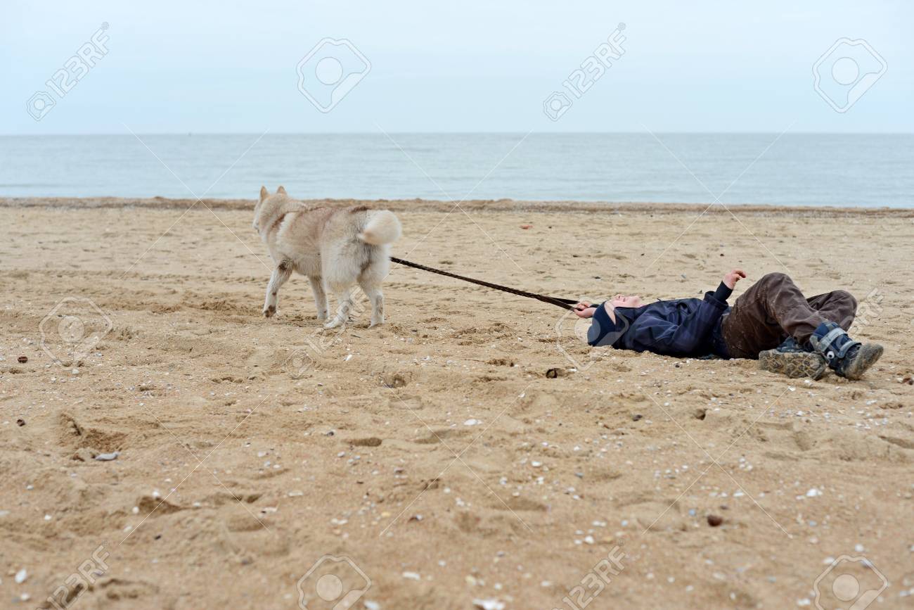 犬はビーチと海の砂の上にひものために子供を引っ張ります ビーチでのペットトレーニング の写真素材 画像素材 Image