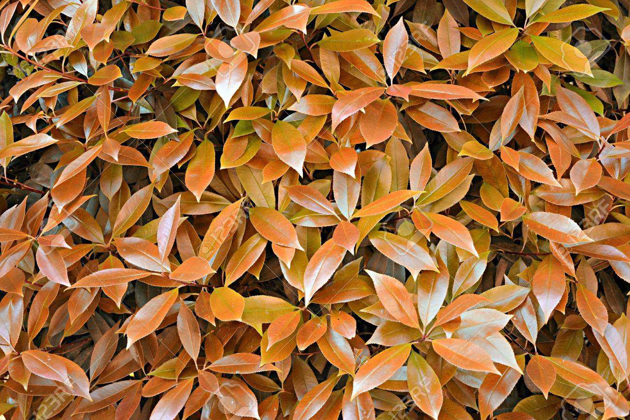 季節の変化と赤の色合いの秋または秋の色を変更するブッシュの葉の植物の背景 の写真素材 画像素材 Image 1730 季節の変化と赤の色合いの秋または秋の色を変更するブッシュの葉の植物の背景 の写真素材 画像素材 Image 1730