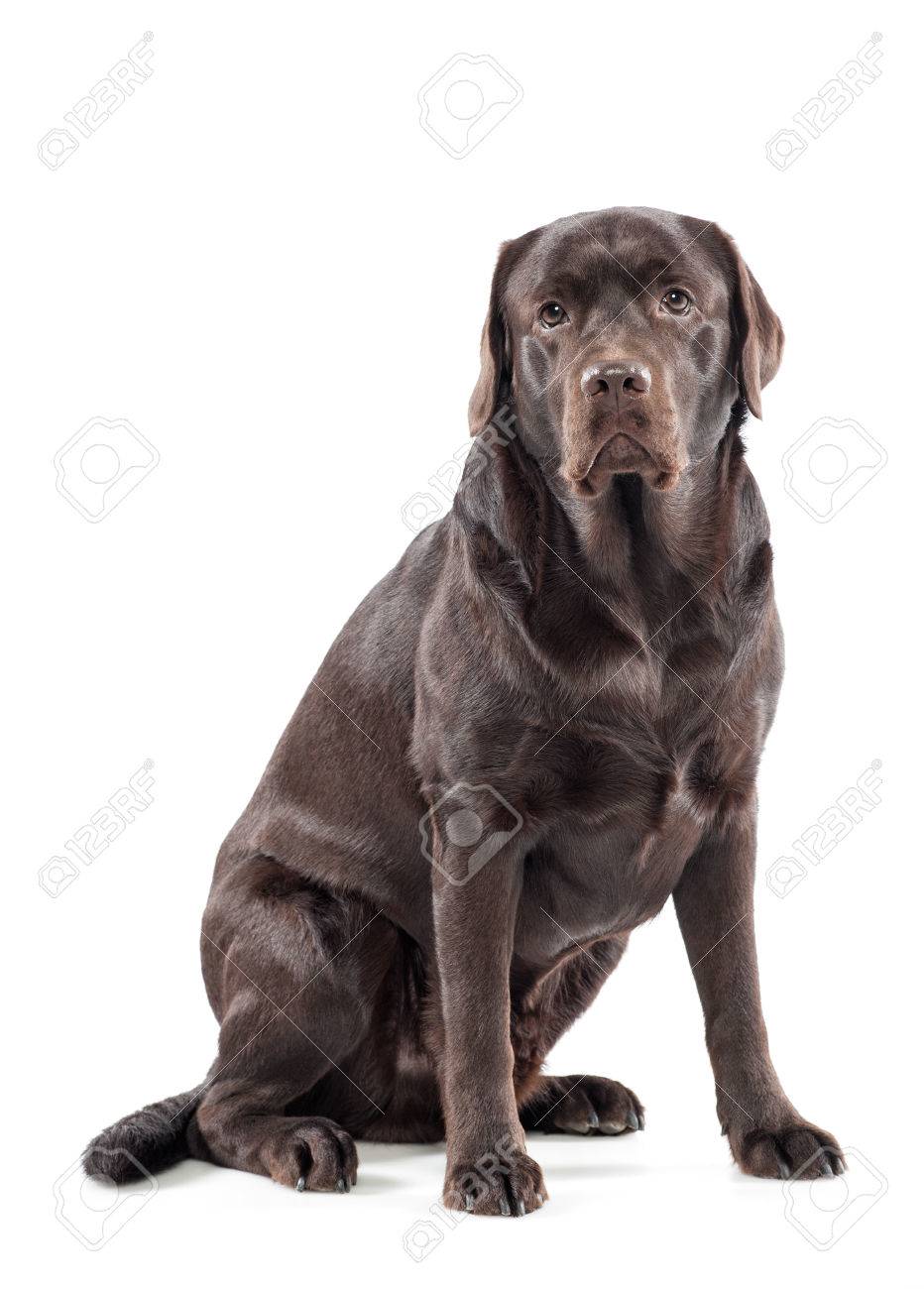 big labrador retriever