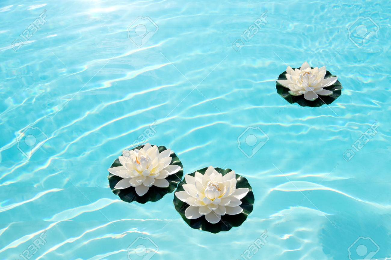 Three White Water Lilies Or Lotus Flowers Floating On Tranquil Turquoise Blue Water With Ripples And