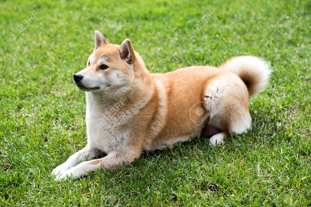 pets at home rehoming rabbits