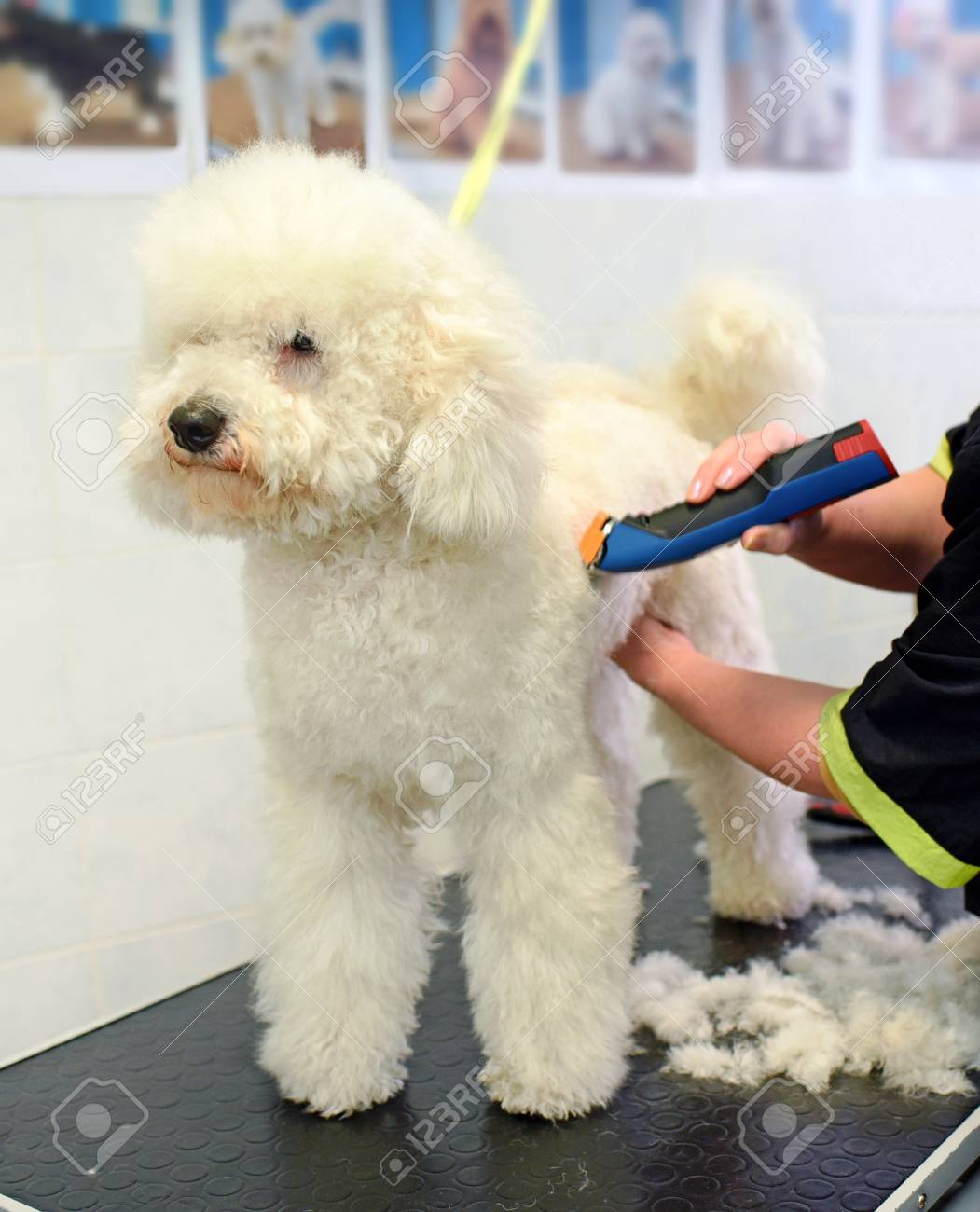 small curly white dog