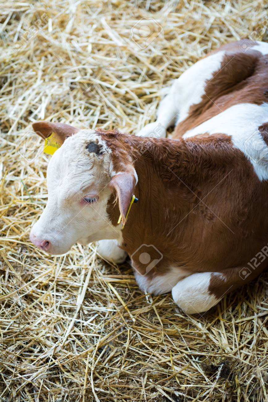 Veau Mignon Vache Bebe Agriculture Agriculture Et Elevage