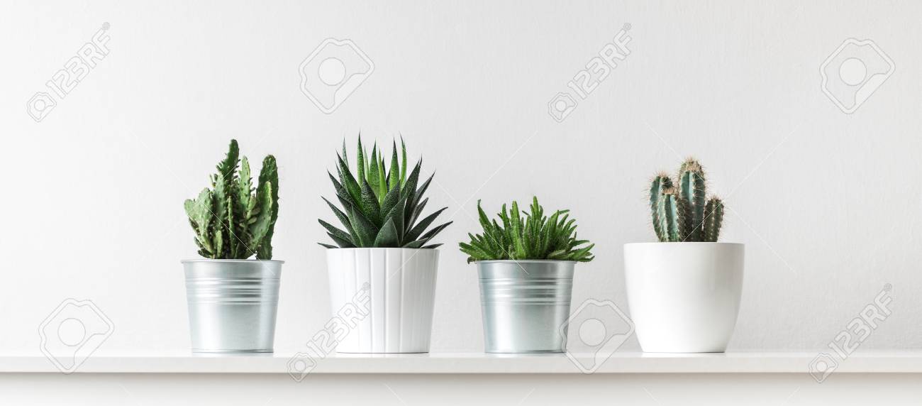 collection of various cactus and succulent plants in different