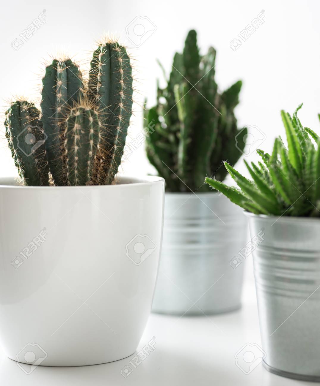 Various Cactus And Succulent Plants In Different Pots Close Up Modern Room Decoration Cactus House Plants Collection Stock Photo Picture And Royalty Free Image Image 95516700