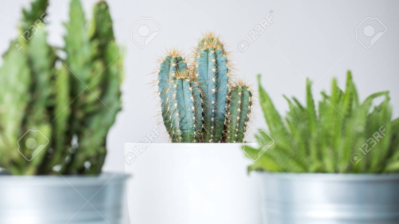 collection of various cactus and succulent plants in different