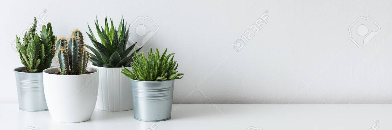 Collection of various cactus and succulent plants in different pots. Potted cactus house plants on white shelf against white wall. - 97599357 Collection of various cactus and succulent plants in different pots. Potted cactus house plants on white shelf against white wall. - 97599357