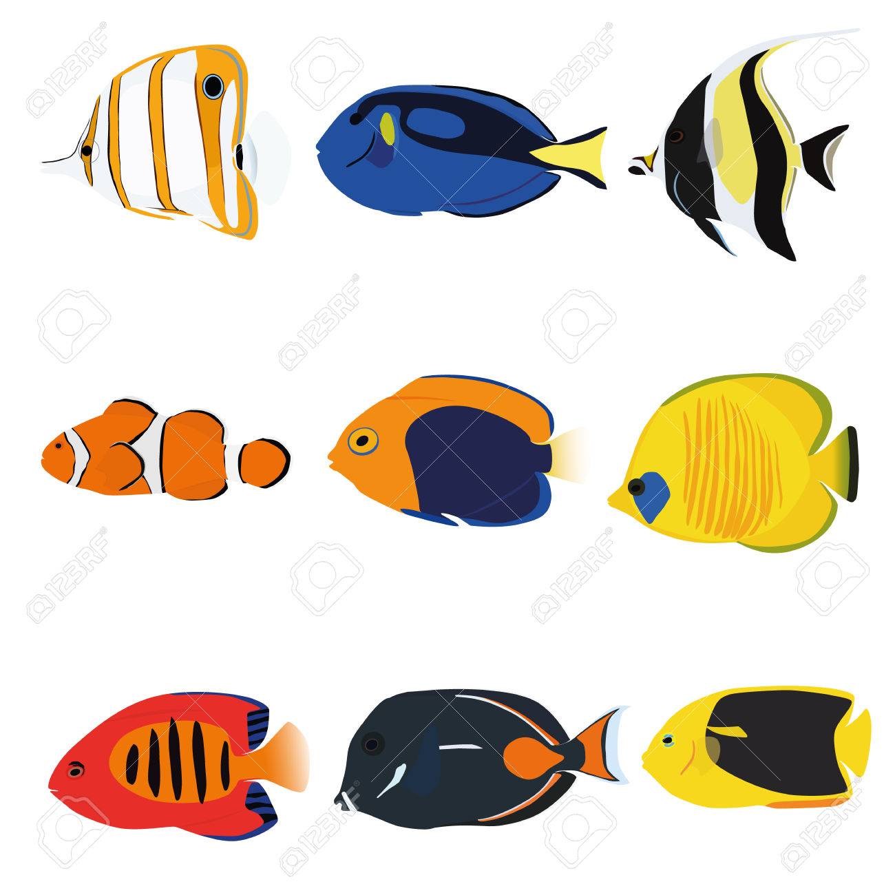 9 魚熱帯魚セット Copperband エンゼルフィッシュ 青唐 Moonrish アイドル クマノミ Flameback エンゼルフィッシュ 仮面 エンゼルフィッシュ 炎エンゼルフィッシュ アキレス唐 岩美エンゼルフィッシュ のイラスト素材 ベクタ Image