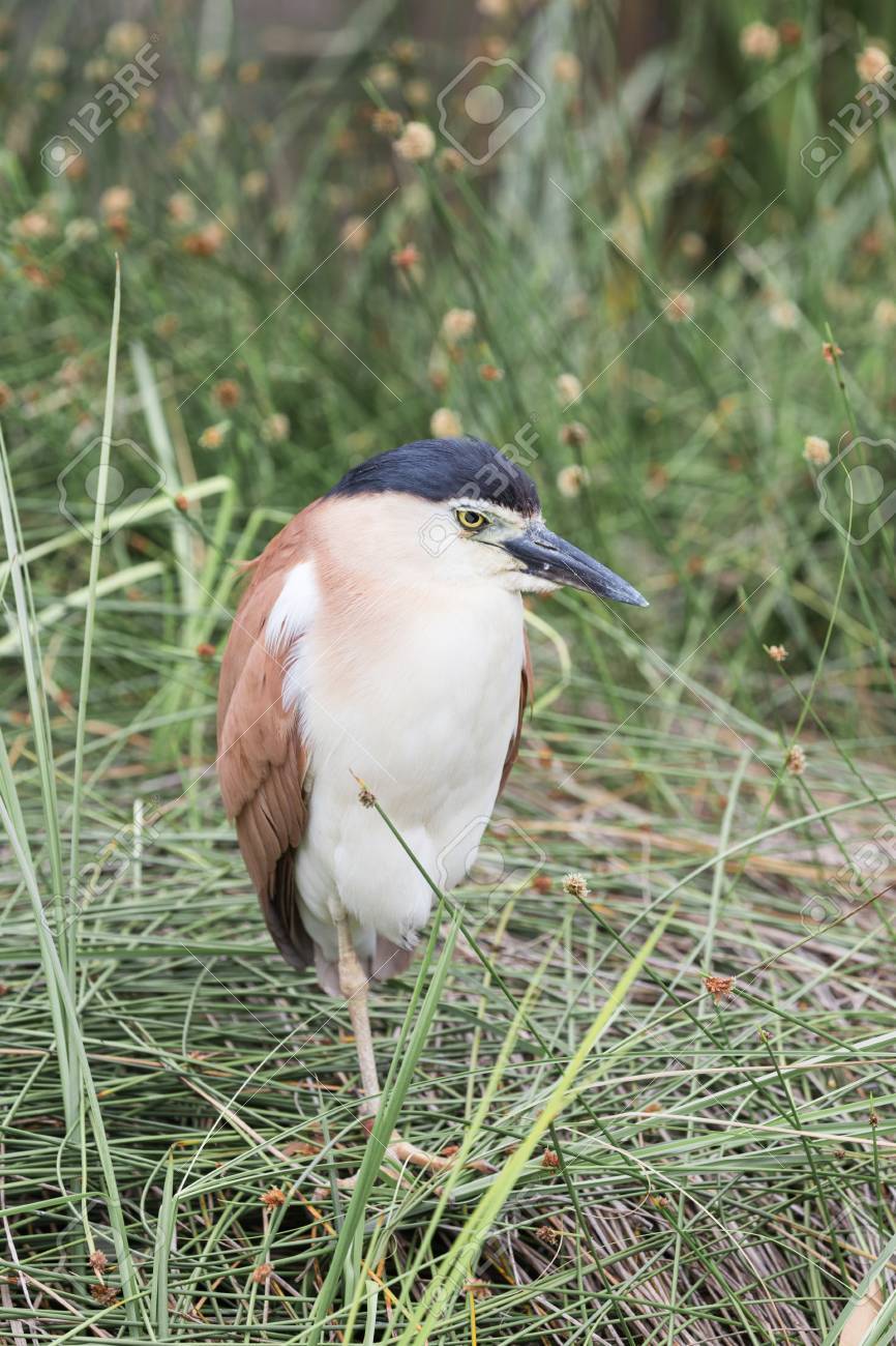 Bel Oiseau Caledonian Heron Avec Brun Rouge Arrière Et Un Haut Noir De La Tête Et Le Bec Noir Debout Sur Une Jambe Laustralie