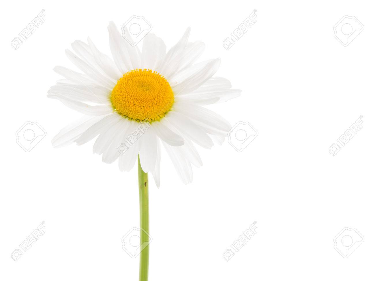 繊細な白い花白い垂直背景に分離された薄い湾曲した長い緑の茎に 真ん中の黄色いデイジー の写真素材 画像素材 Image 繊細な白い花白い垂直背景に分離された薄い湾曲した長い緑の茎に 真ん中の黄色いデイジー の写真素材 画像素材 Image