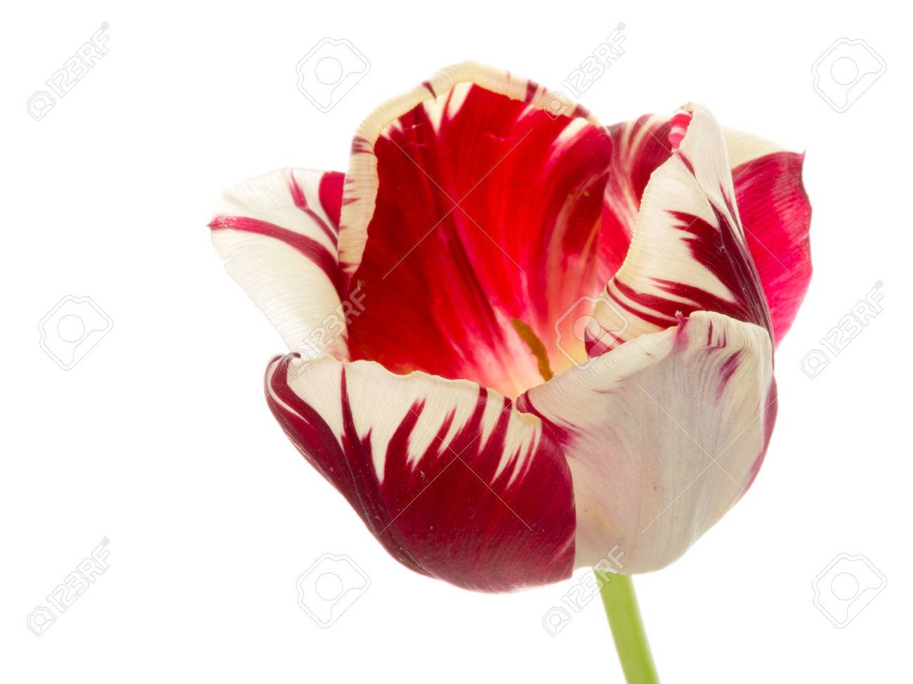 明るく美しい珍しいまだら赤と白明るいチューリップの花 オウムの白い背景に分離された緑の茎の品種 の写真素材 画像素材 Image 明るく美しい珍しいまだら赤と白明るいチューリップの花 オウムの白い背景に分離された緑の茎の品種 の写真素材 画像素材 Image