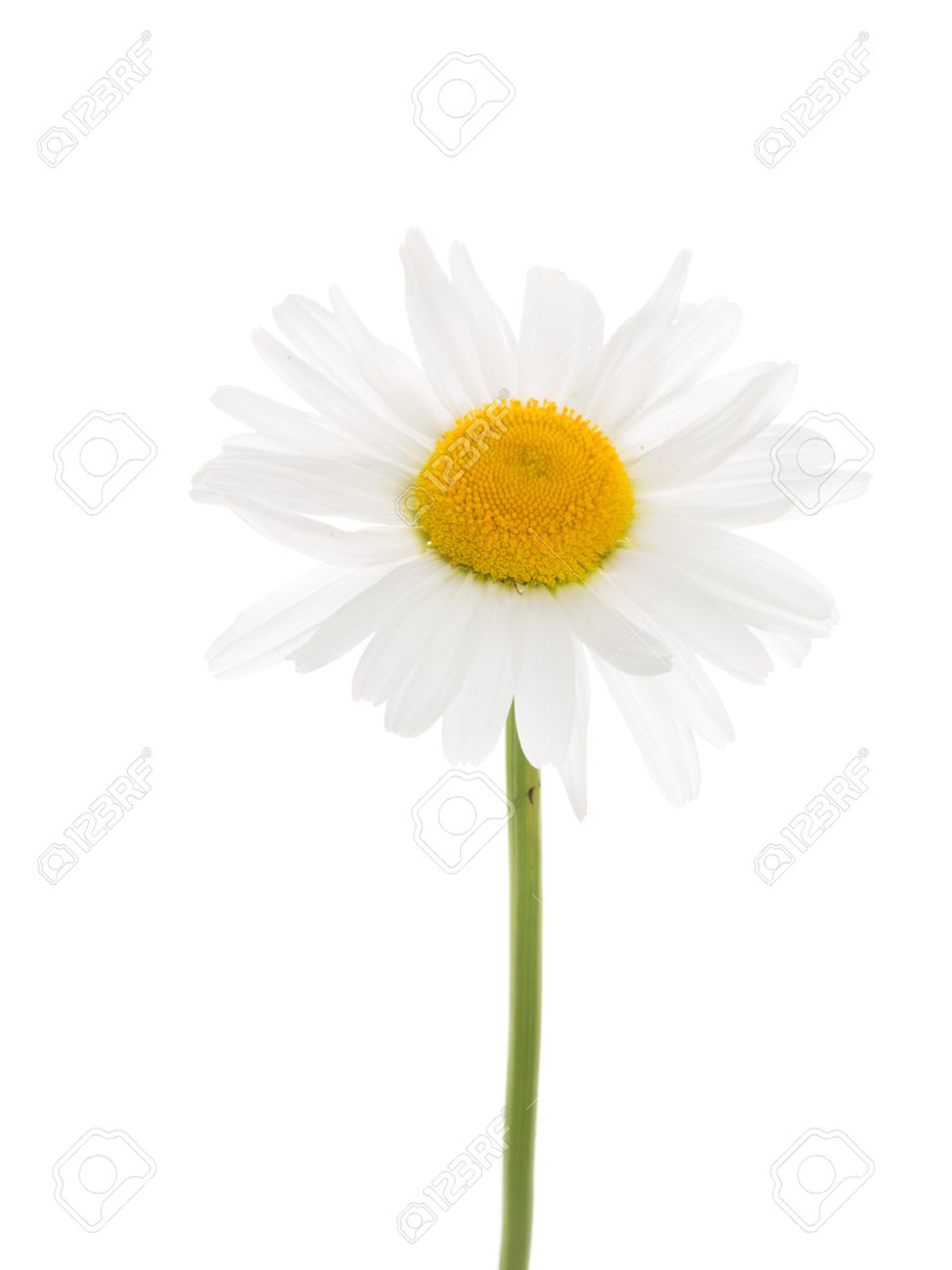 Délicate Fleur De Marguerite Blanche Avec Un Centre Jaune Sur Une Mince Longue Tige Verte Courbe Isolé Sur Un Fond Blanc Vertical Vertical