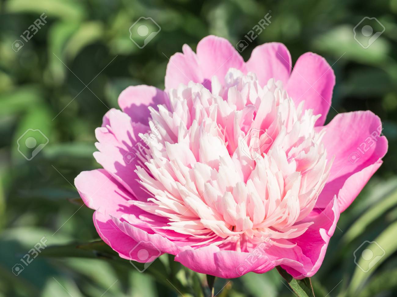 美しい牡丹の花 紫ピンクの花びらと夏の庭園の緑の背景のピンクのセンター の写真素材 画像素材 Image