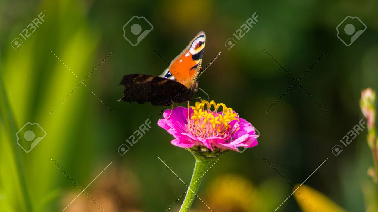 etiam-dictum-ipsum-a-felis