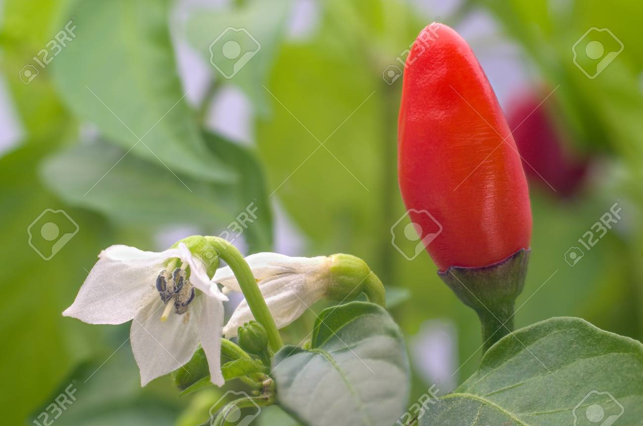 赤ピーマンと緑の葉を持つ花 の写真素材 画像素材 Image 7079