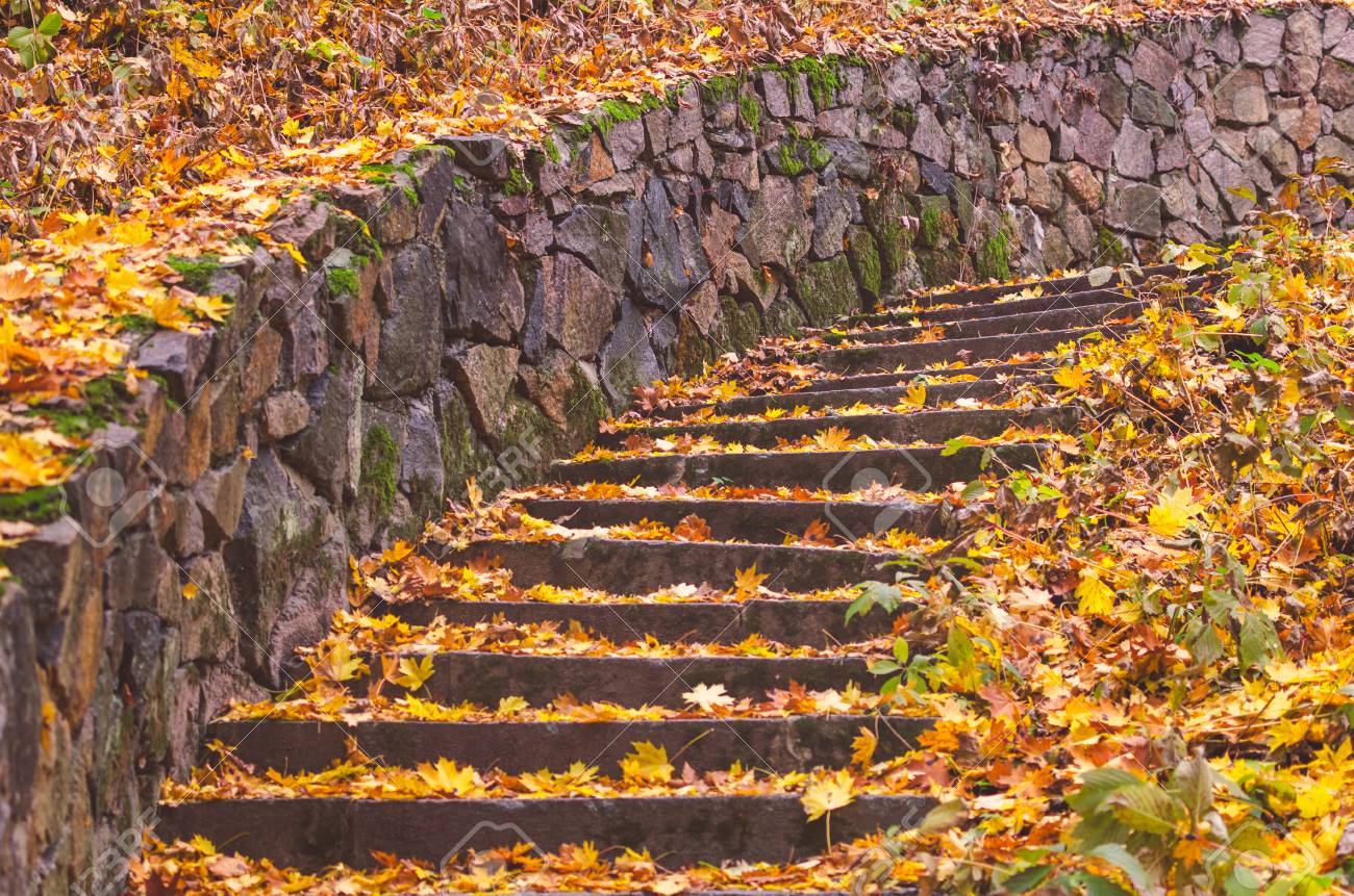 Leaves on Steps