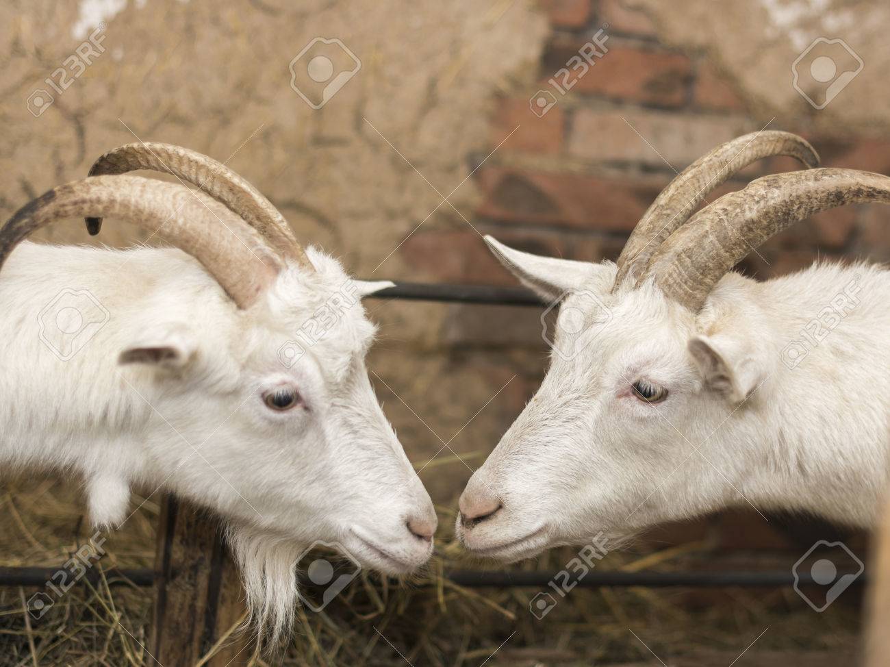 2 つの白いヤギ角クローズ アップで の写真素材 画像素材 Image