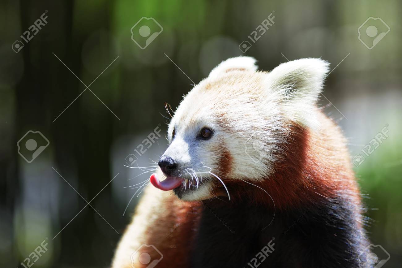 かわいいレッサー パンダがカメラにポーズします の写真素材 画像素材 Image