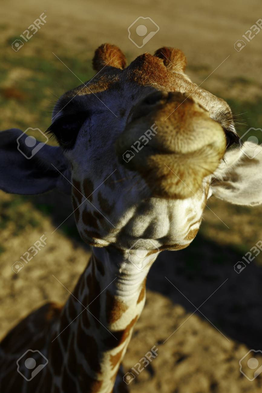 かわいいキリンの顔 の写真素材 画像素材 Image かわいいキリンの顔 の写真素材 画像素材 Image