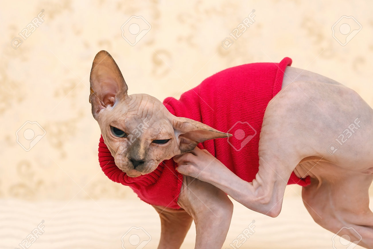 sphynx jacket
