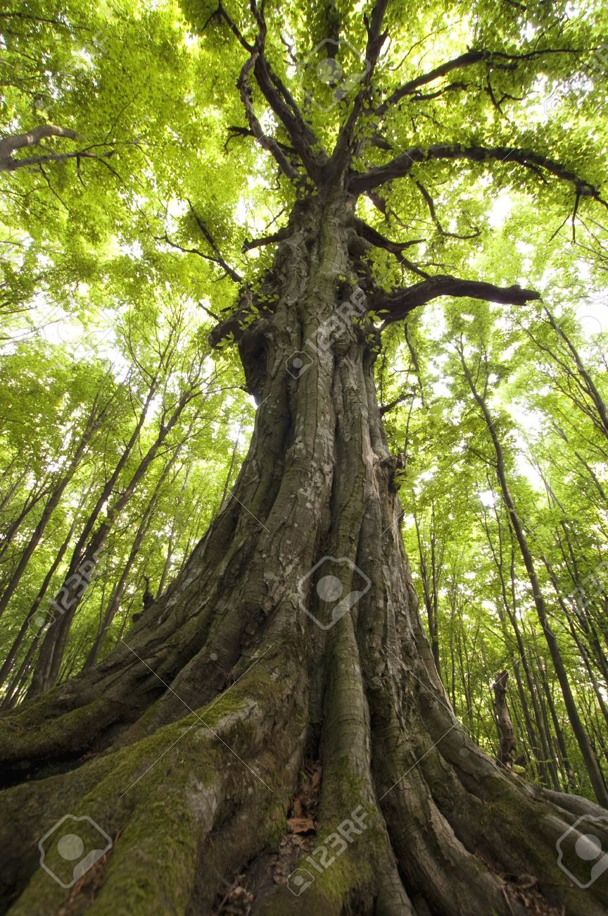 vertical photo of an old tree in a green forest stock photo picture vertical tree