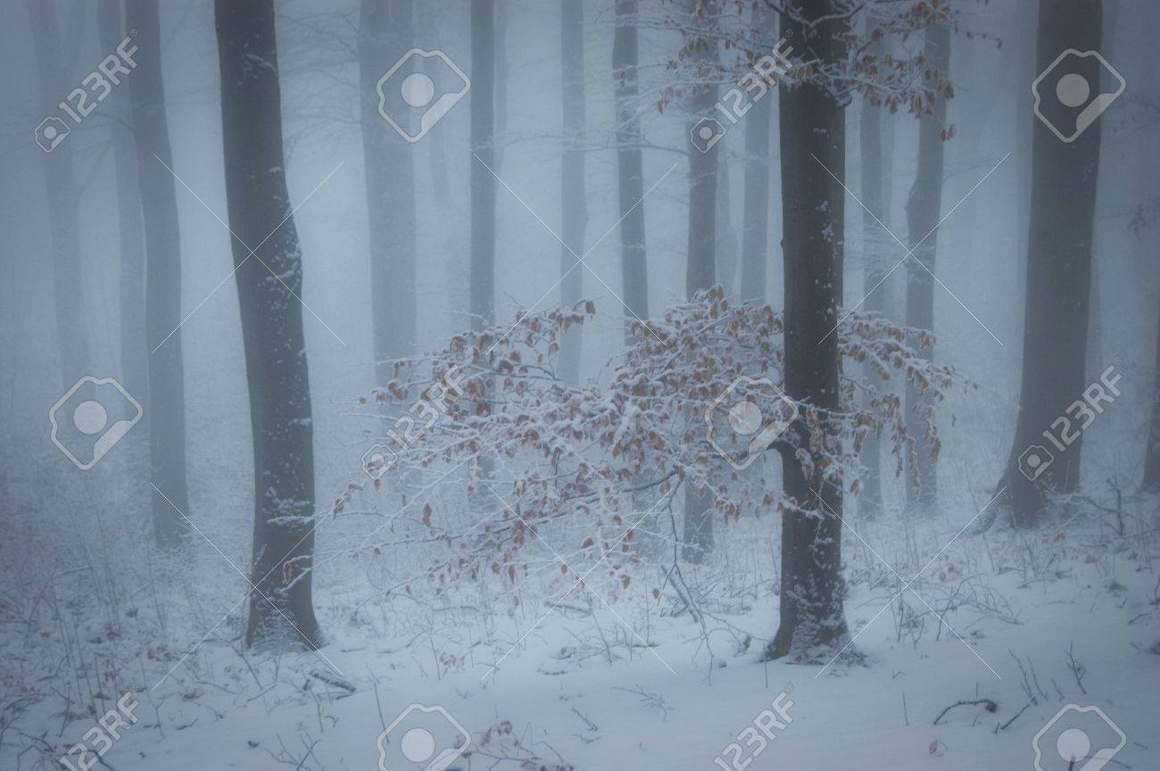 冬の雪と森とオレンジの木に霧葉します の写真素材 画像素材 Image 冬の雪と森とオレンジの木に霧葉します の写真素材 画像素材 Image