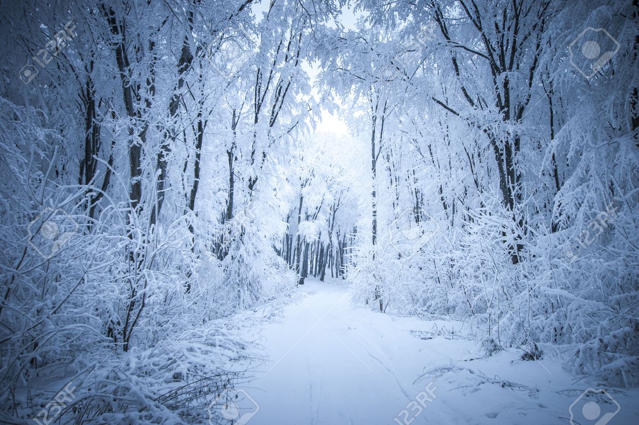 Givre Et De Neige Dans Une Foret En Hiver Banque D Images Et Photos Libres De Droits Image
