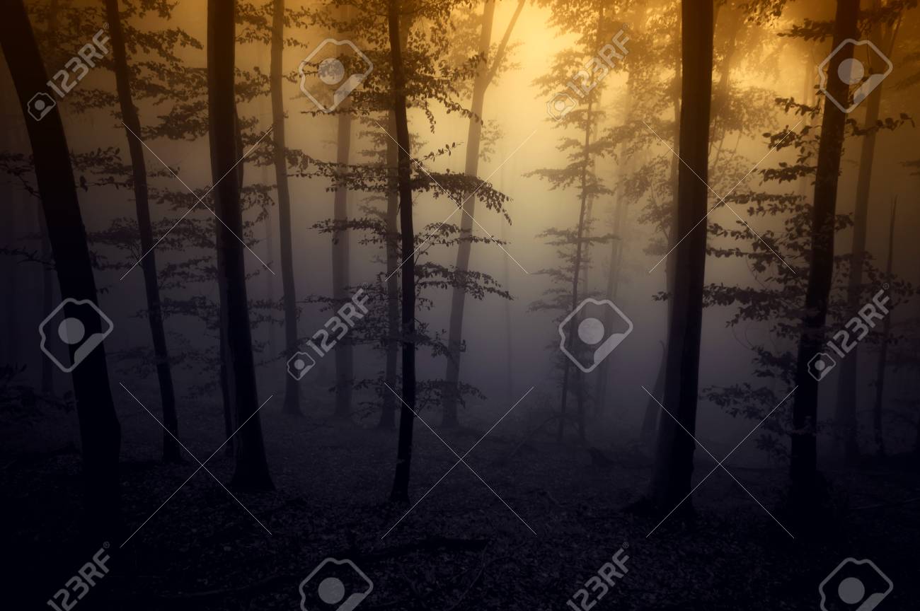 晩秋の夕暮れの霧と暗い森 の写真素材 画像素材 Image