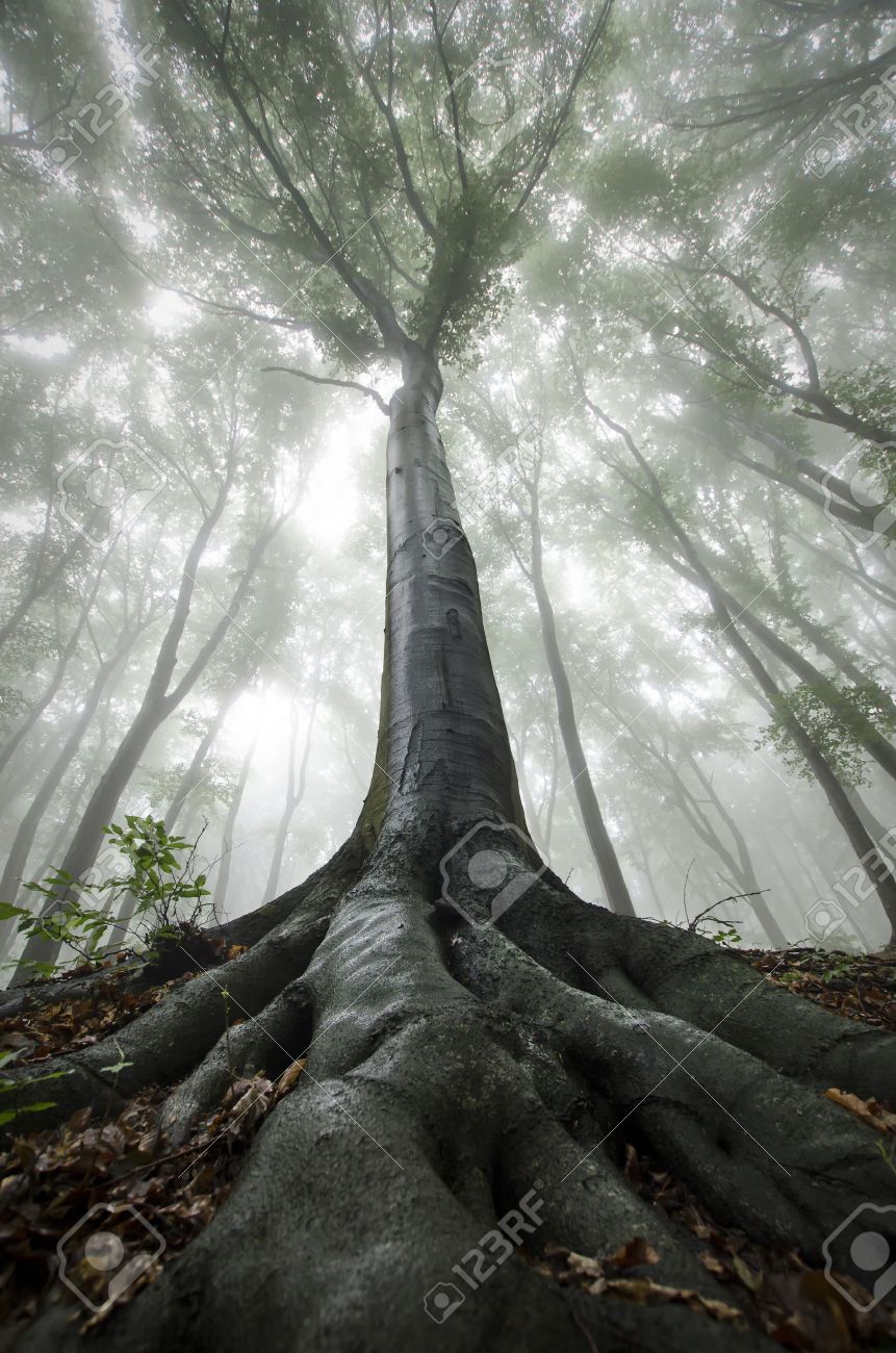 vertical photo of giant tree in mysterious fantasy forest with vertical tree