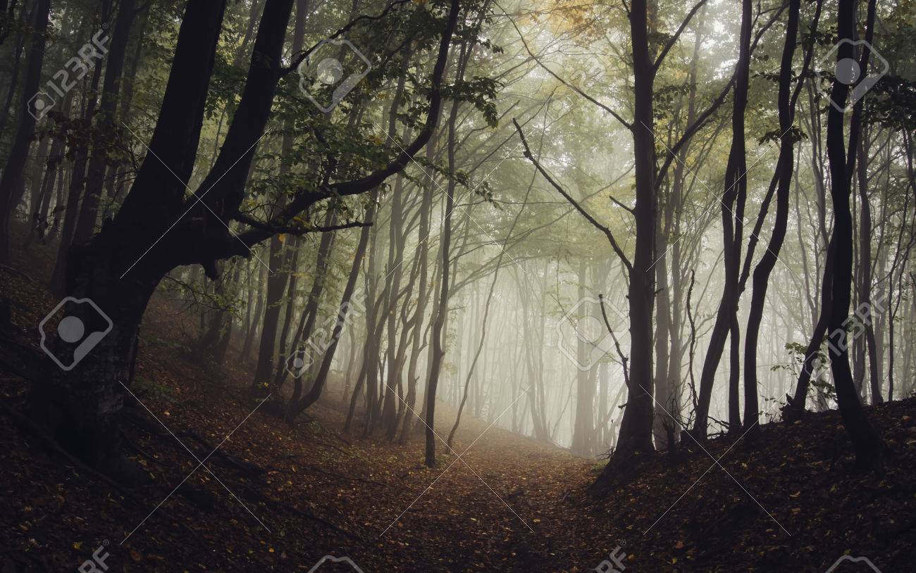 Path In A Dark Fantasy Forest Stock Photo Picture And Royalty Free Image Image