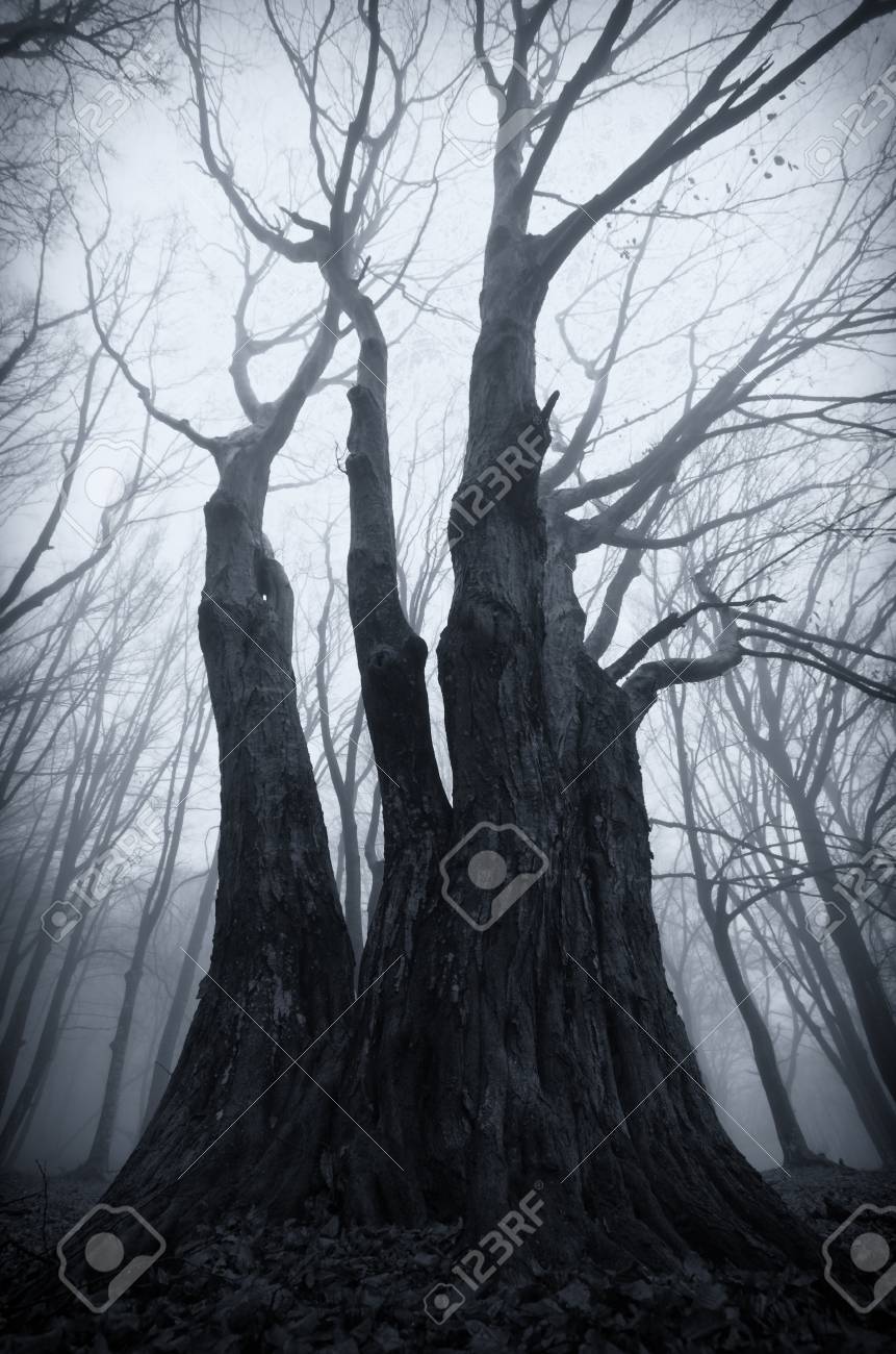 vertical photo of spooky scary tree in haunted forest with fog stock vertical tree