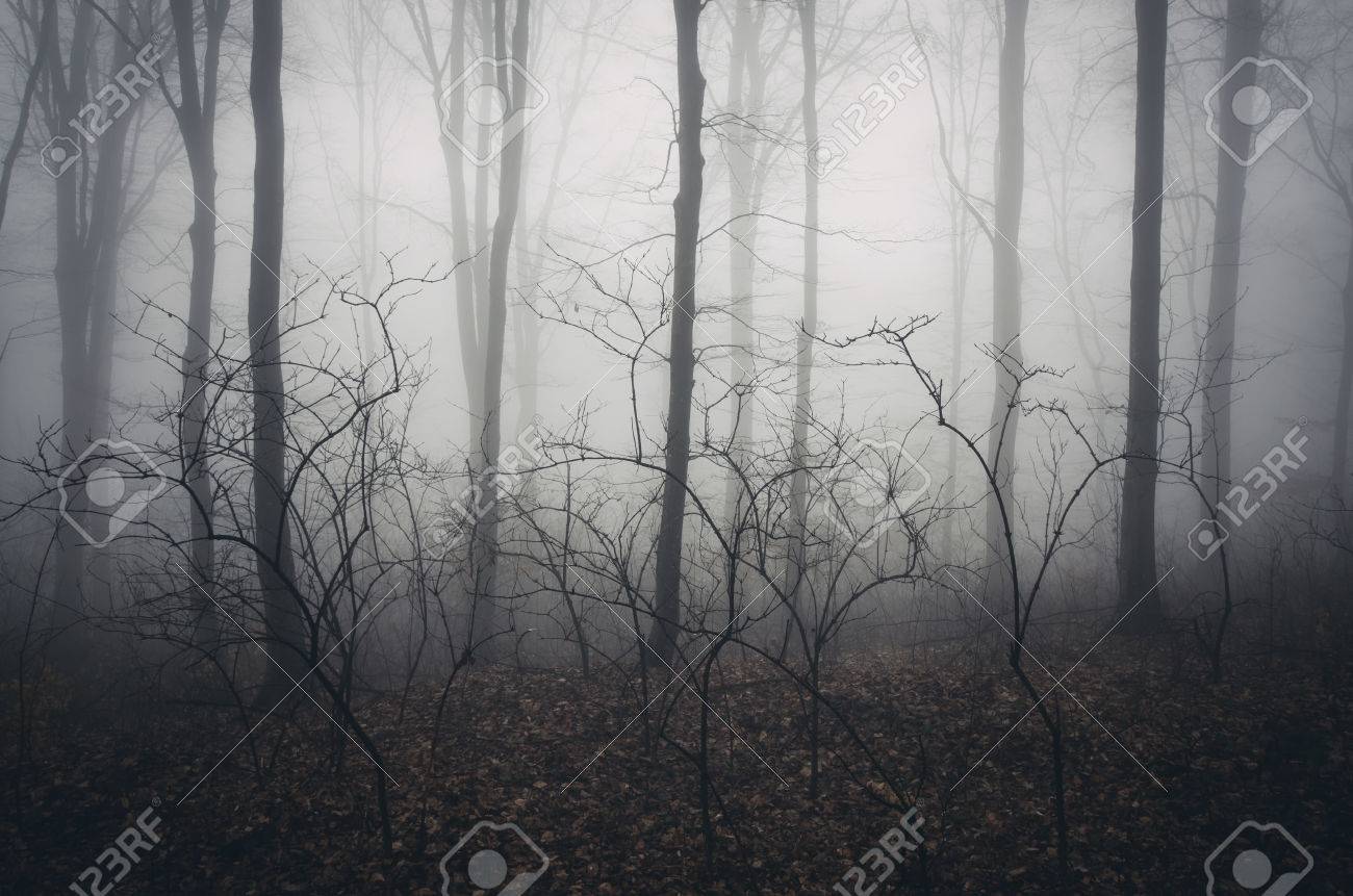 Dark Haunted Forest With Fog On Halloween Stock Photo, Picture and Royalty  Free Image. Image 45222112., image size:1300x861