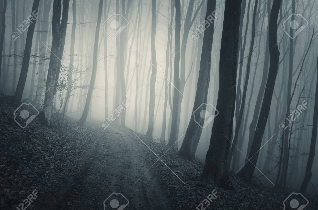 青い霧の神秘的な暗い森の中の道 の写真素材 画像素材 Image 青い霧の神秘的な暗い森の中の道 の写真素材 画像素材 Image