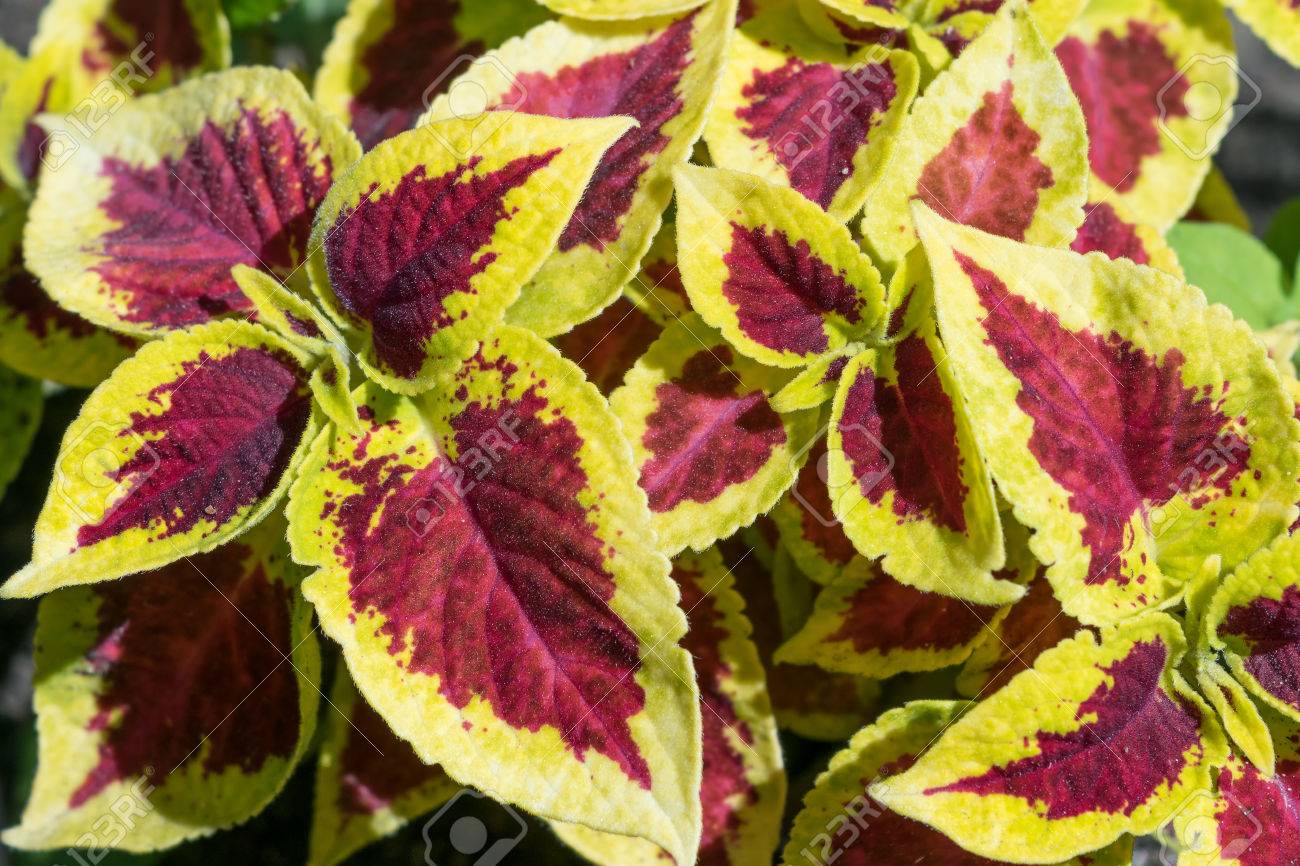 コリウス ブルームの赤黄色の葉 紅葉がきれいな観葉植物です 形状や葉のエッジは イラクサを似ています 葉は斑入りとマルチカラーのパターンです の写真素材 画像素材 Image コリウス ブルームの赤黄色の葉 紅葉がきれいな観葉植物です 形状や葉のエッジは イラクサを似ています 葉は斑入りとマルチカラーのパターンです の写真素材 画像素材 Image
