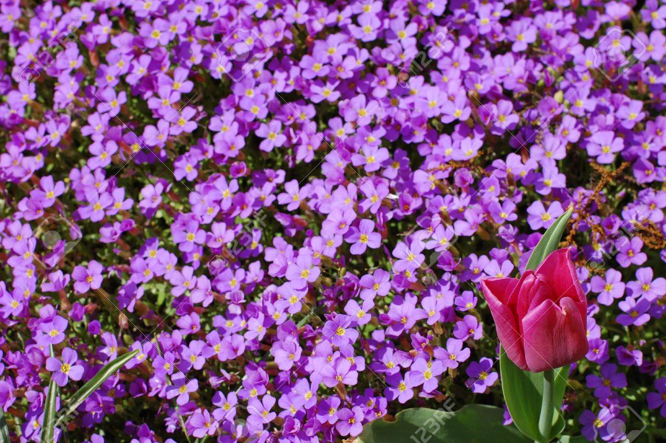 ピンクのチューリップと紫の小さな春の花の厚いグループ の写真素材 画像素材 Image