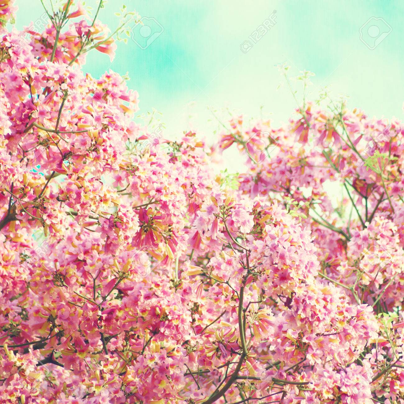 ピンク色の花春の樹木 の写真素材 画像素材 Image