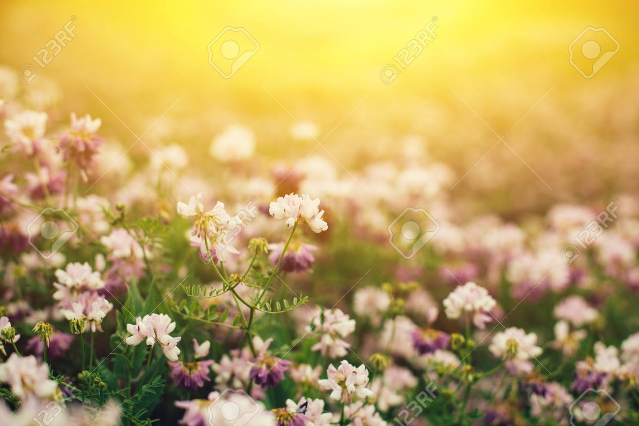 日の出ワイルド パンジーとスプリング フィールド 光が差すと草原の花背景 の写真素材 画像素材 Image