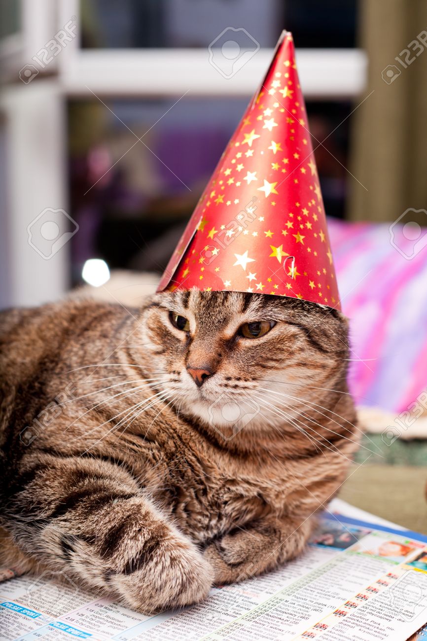 誕生日の帽子とスカーフを身に着けて面白い猫 の写真素材・画像素材 