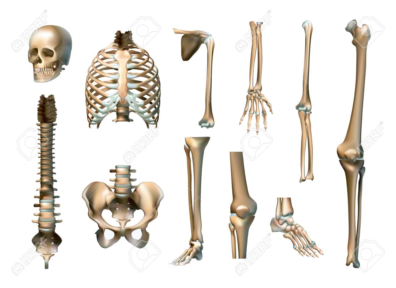 Realistic Human Skeleton Parts Set With Skull Spine Scapula Bones Of Pelvis  And Limbs Isolated Vector Illustration. Vector Клипарты, SVG, векторы, и  Набор Иллюстраций Без Оплаты Отчислений. Image 147841784