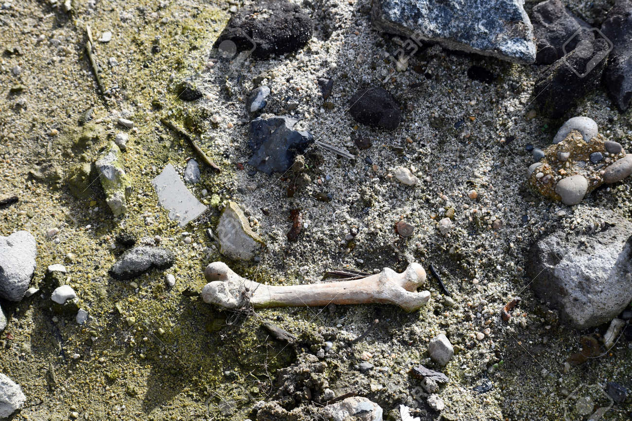 etiam-dictum-ipsum-a-felis