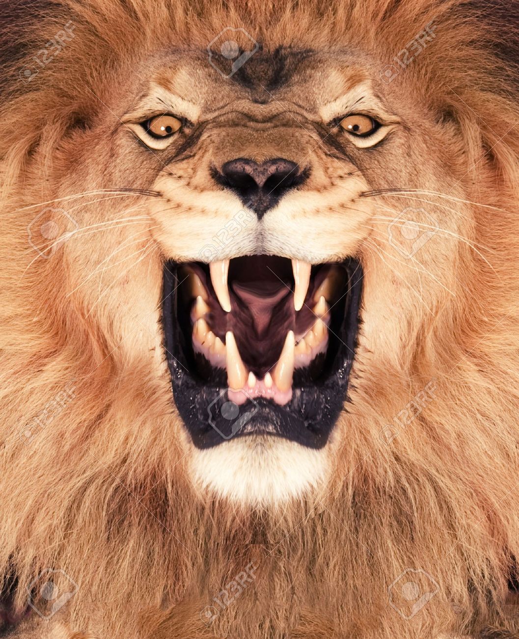 Lion Roaring Video - Best Lion 2017 for Lion Roaring Gif
111bof Lion Roaring Video - Best Lion 2017 for Lion Roaring Gif
111bof