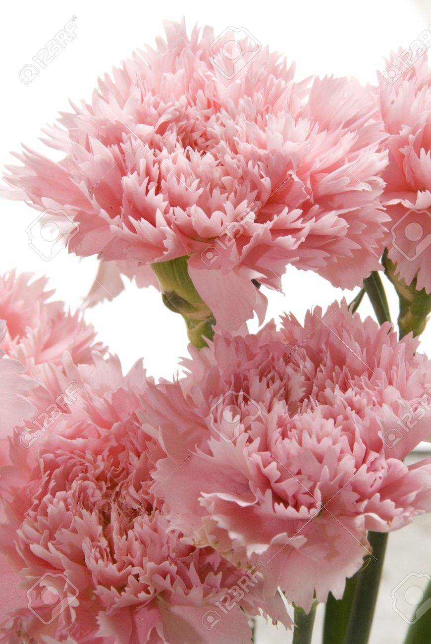 束ピンクのカーネーションの花のつぼみのクローズ アップ の写真素材 画像素材 Image