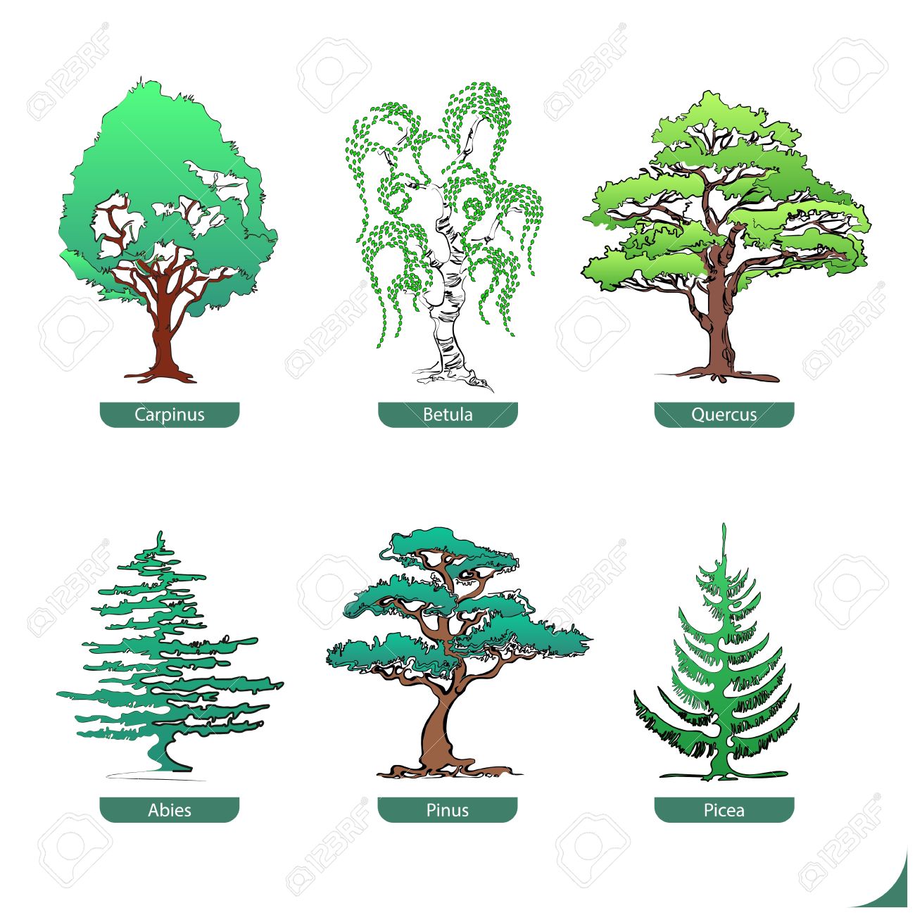 Hand Drawn Collection Of Softwood And Hardwood Trees Royalty Free Cliparts Vectors And Stock Illustration Image 21193617
