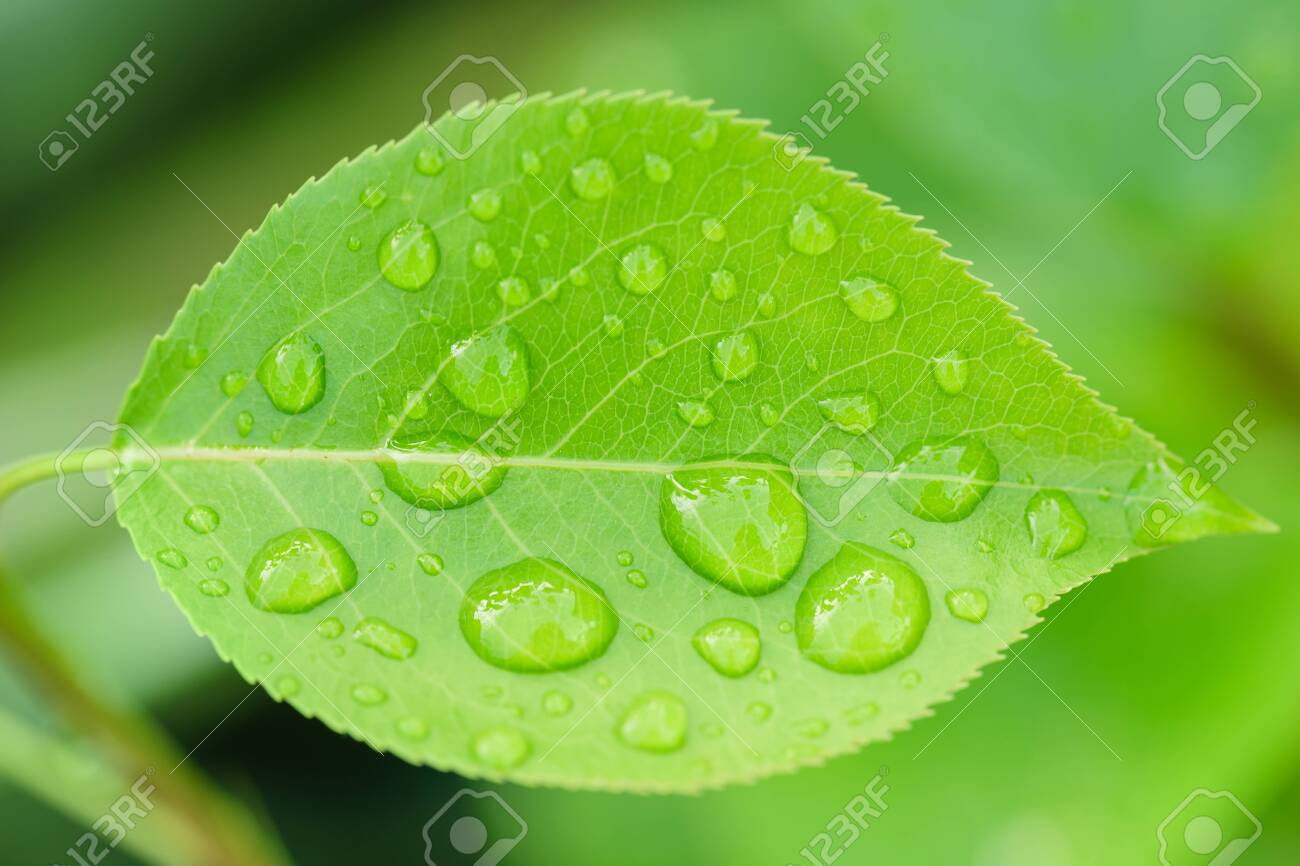 Daha kötüye gidiyor Anıt Nişanlı Beautiful Leaf Texture In Nature.Dew Drop In The Morning On A Green Leaf With Sunlight.Beautiful Green Leaf With Drops Of Water..Big Beautiful Drops Of Transparent Rainwater On Green Leaves. Stock Photo, Picture Daha kötüye gidiyor Anıt Nişanlı Beautiful Leaf Texture In Nature.Dew Drop In The Morning On A Green Leaf With Sunlight.Beautiful Green Leaf With Drops Of Water..Big Beautiful Drops Of Transparent Rainwater On Green Leaves. Stock Photo, Picture