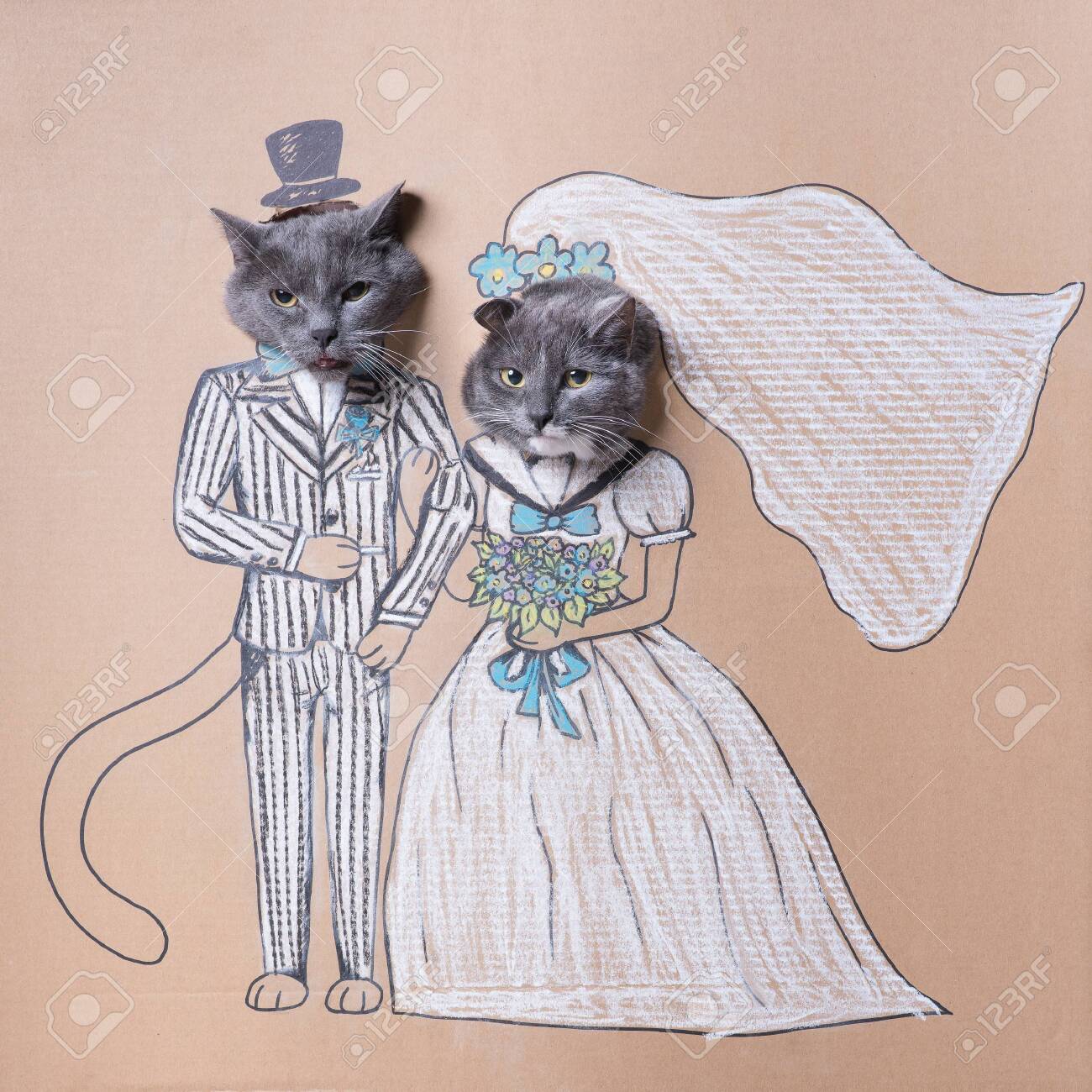 美しい猫の結婚式、スーツを着た灰色の猫、ウェディングドレスを