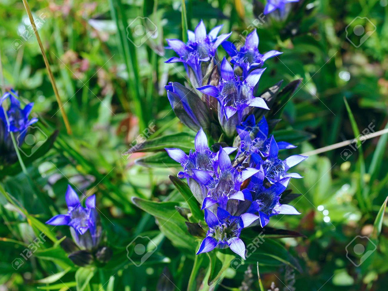 山草原のリンドウの青い花 の写真素材 画像素材 Image