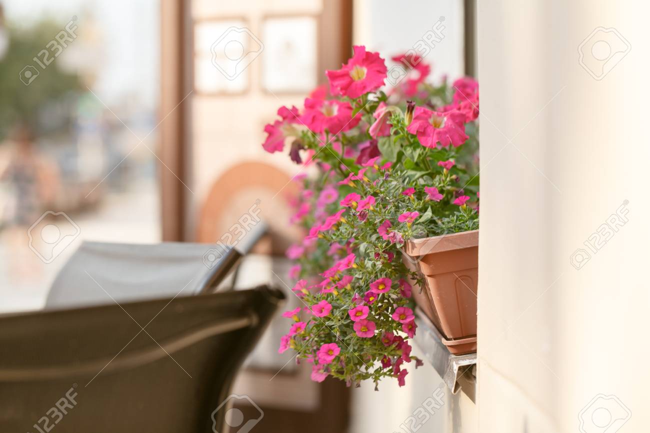 Red Plant On Windowsill Outdoor In Cafe Traditional European
