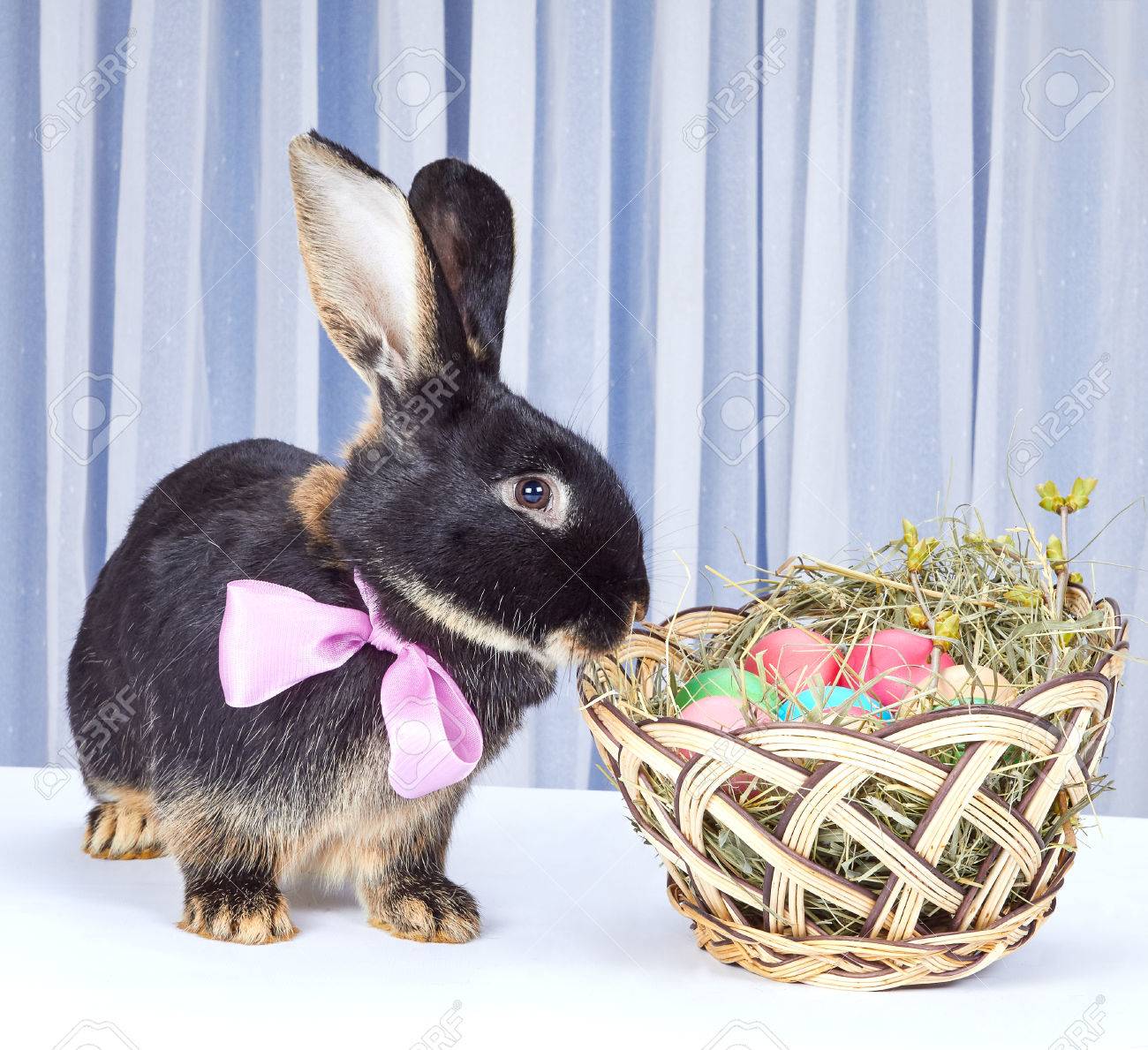 rabbit with a nice